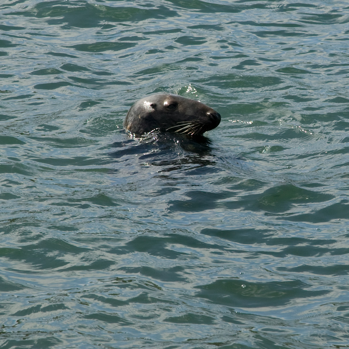 07.Seals-East Pier Heritage Trail