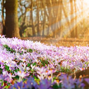 Vollemaanmeditie voor april - De uitbottende bomen, door Anne-Marie Böing