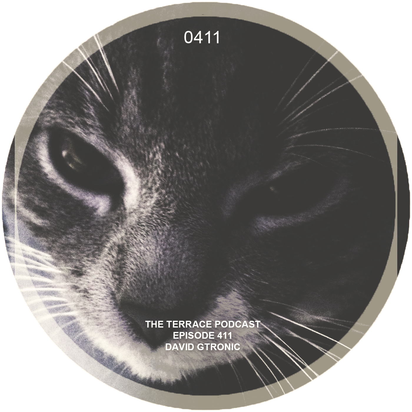 411. The Terrace :: Gato :: David Gtronic