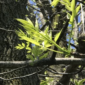 May 7, 2020 Beware, the Emerald Ash Borer! 