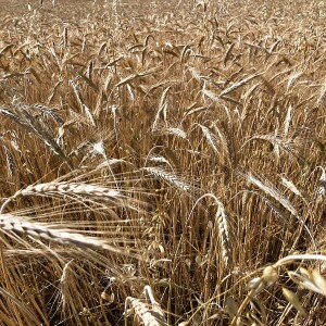 Part V of In the Wilderness: Remember the Lord Your God.