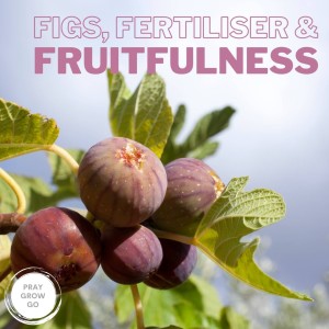 Figs, Fertiliser & Fruitfulness