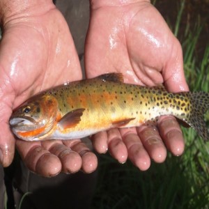 The Mystery of Texas' Native Trout & The Importance Of Native Fisheries