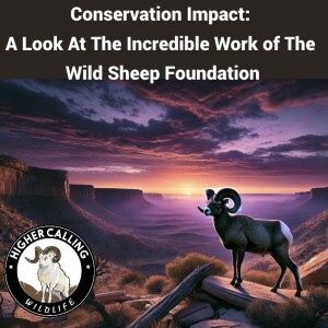 Conservation Impact: The Amazing Work of The Wild Sheep Foundation