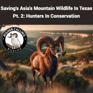 Saving Asia's Mountain Wildlife In Texas Pt. 2: Hunters In Conservation