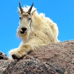 Making A Stand For Mountain Goats