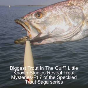 Biggest Trout Live In The Gulf? Little Known Studies Reveal Trout Mysteries-Pt 7 of the Speckled Trout Saga series