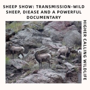 Sheep Show: Transmission-A Look At An Award-Wining Documentary On Wild Sheep & Disease