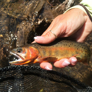 Social Distancing With The Utah Cutthroat Slam