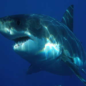 Jaws in Texas: Great White Shark Off Texas Coast, Expanding Gulf Populations & The 