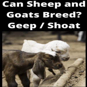 Is your Pastor a Shepherd, Goat Herder or Geep breeder...ShapeShift to a better you!