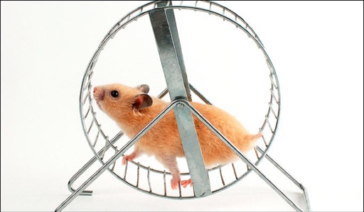 On the hamster wheel