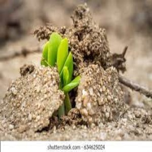 Seed in the Ground