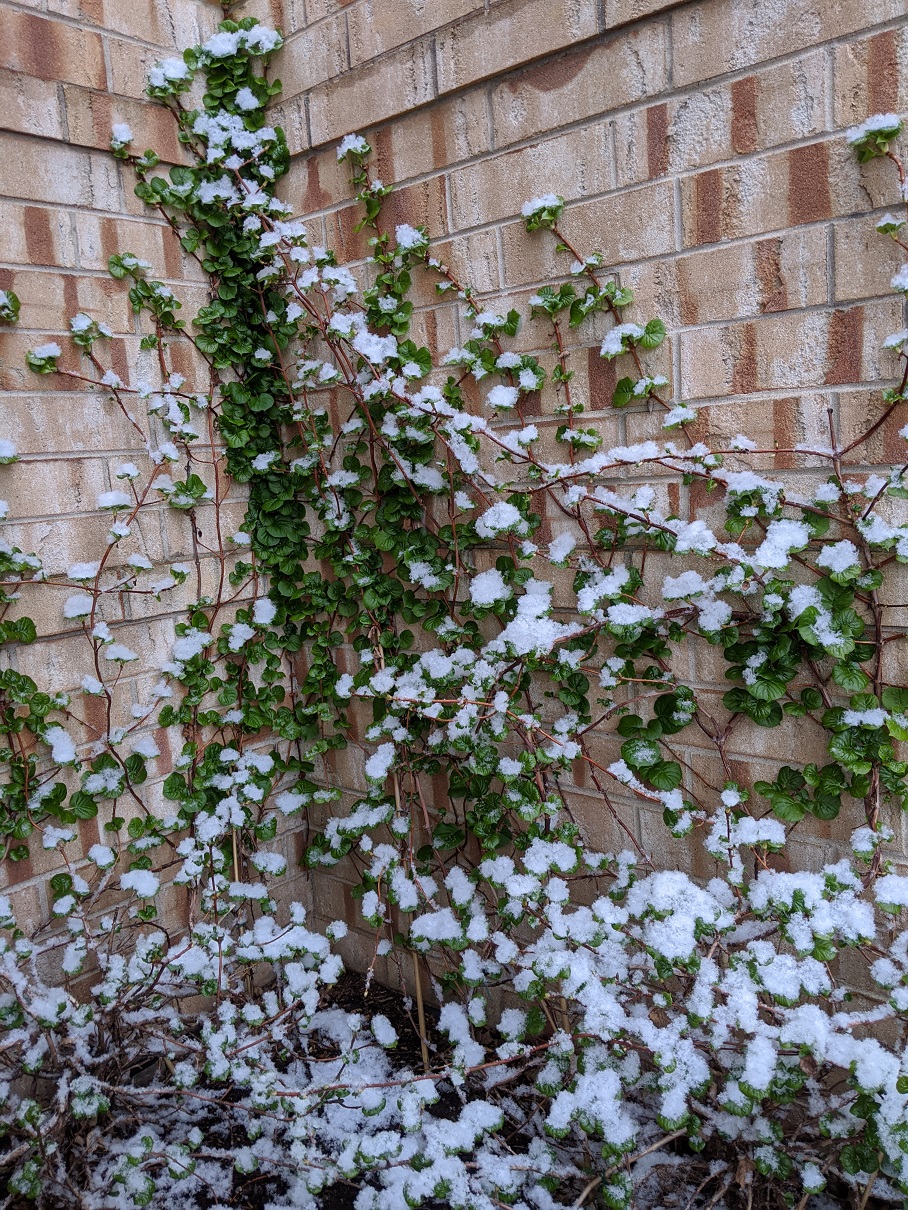 Let It Snow