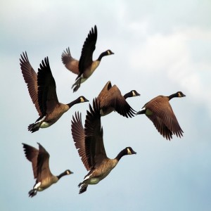 ”Thanksgiving Reawakened and Reclaimed:” Thankful for the Possibility of Possibilities - Flying With the Geese