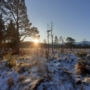 Loch Garten Osprey Podcast - Episode 2