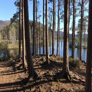 Loch Garten Osprey Podcast - Episode 3