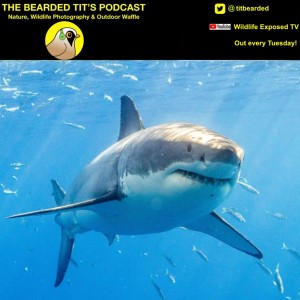Great White Sharks in The UK? ft Richard Pierce #93