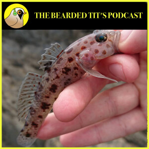 British Gobies: The Facts ft Ben Bassett #152