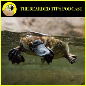 The Weird World of The Platypus ft Dr Jessica Thomas #169
