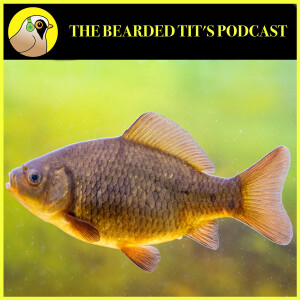 Crucian Carp: The Facts ft Carl Sayer #151