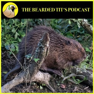 Beaver Fever: Floods, Fish & Falling Trees ft Elliott Kean #109