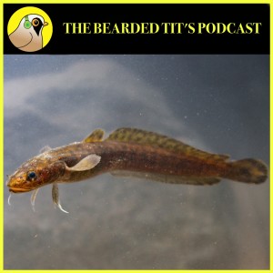 Reintroducing Britains Lost Fish: The Burbot #105