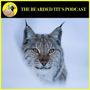 Will Lynx Make a Return to Britain? ft Peter Cairns #119