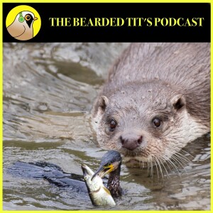 Predation in Angling ft Angling Trust & UK Wild Otter Trust BONUS EPISODE