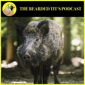 Britain’s Wild Boar ft Chantal Lyons #145