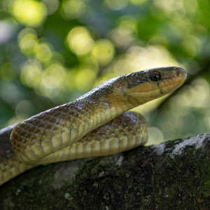 Aesculapian Snakes in London ft Will Atkins #33