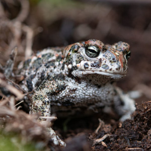 Keeping Reptiles in UK Gardens & Bringing Lost Species Back ft Celtic Reptile & Amphibians #45