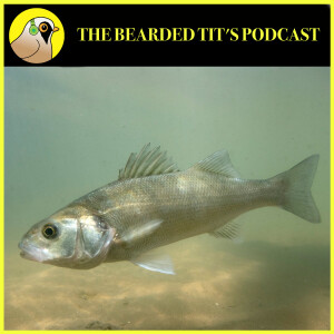 European Bass: The Facts ft Andrew Davies #154