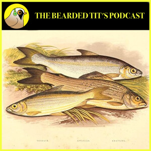 Vendace, Pollan & Whitefish: The Facts ft Colin Bean #168