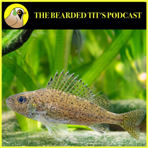 Ruffe: The Facts #167