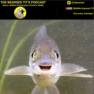 How Fish Talk to Each Other ft Dr Steve Simpson #51