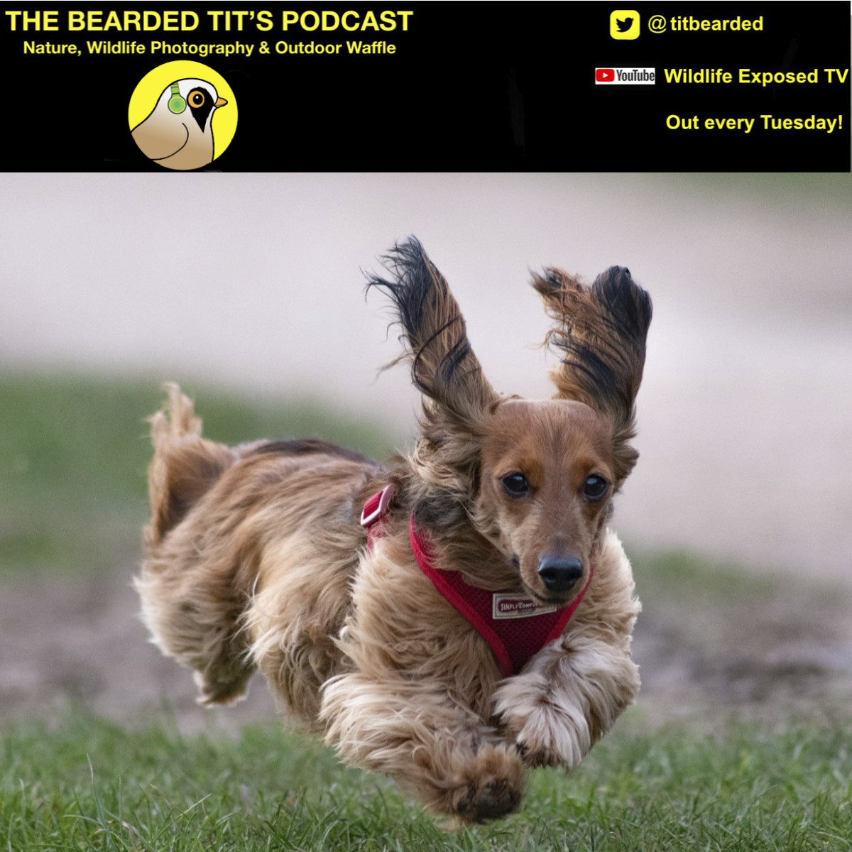 The Bearded Tit‘s Podcast