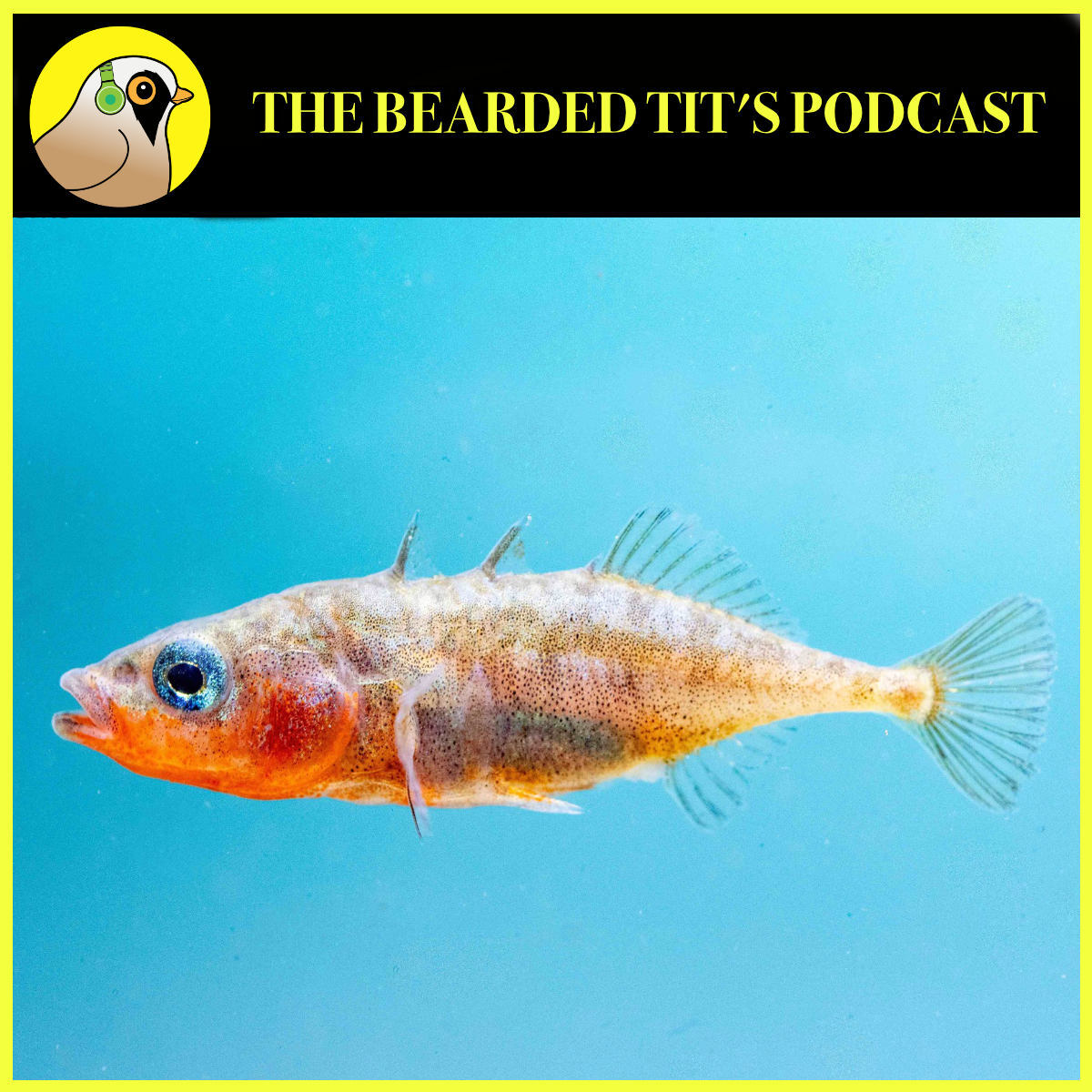 The Bearded Tit‘s Podcast