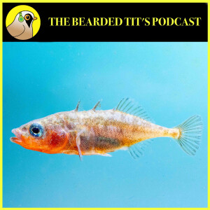 Sticklebacks: The Facts ft Andrew Mccoll #160