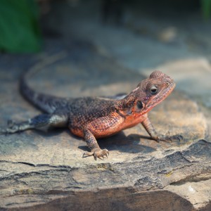 Eating with Lizards