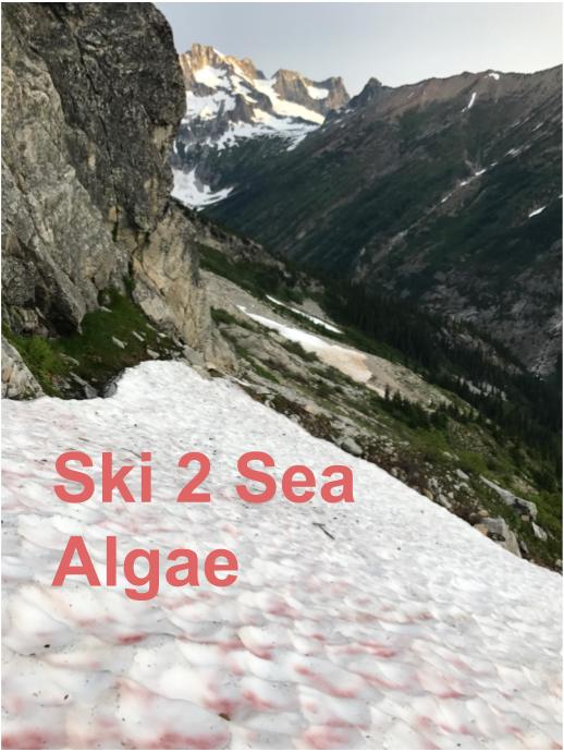 Ski 2 Sea Algae  - podcast episode cover