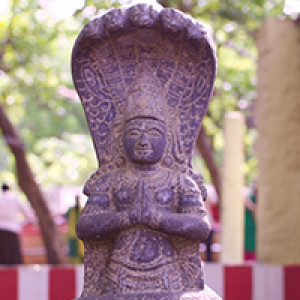 Sarpa Gayatri Mantra – For Relief From Rahu-Ketu & Sarpa Dosha