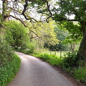 102 Mild valley in June at the Cheshire / Derbyshire border (source of natural white noise)