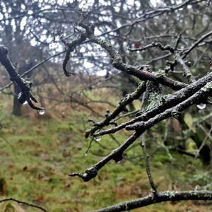 108 Song thrush sings in twilight gales