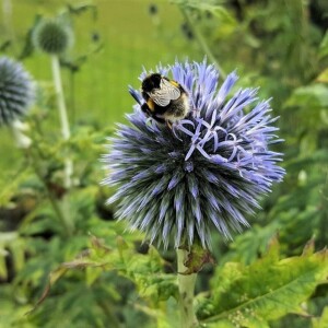 144 Garden beside meadow in the Derbyshire hills