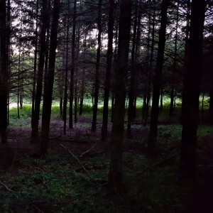 151 Dusky echoes in the Forest of Dean