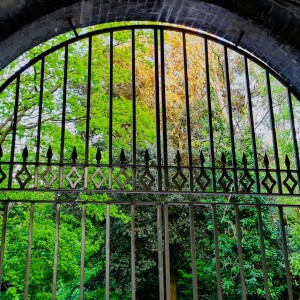 218 Sing dawn - the songbirds of Abney Park nature reserve