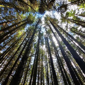 230 Murmuring firs of Kielder Forest