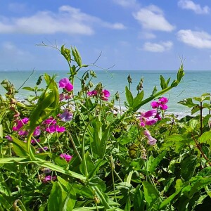 236 Sunlit beach below the Warren