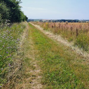 238 Harvest fields aside The Peddars Way (100th location)